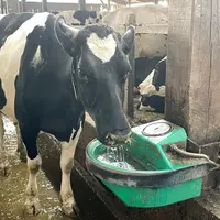 Abreuvement : quatre critères pour vérifier si vos vaches boivent assez