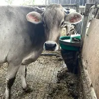 vache devant un abreuvoir
