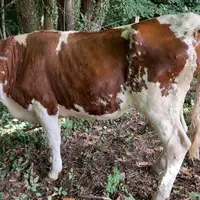 vache atteinte par la dermatose nodulaire contagieuse (DNC)