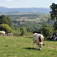 Vaches laitières au pâturage en Auvergne.