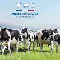 vaches dans une prairie pour illustrer France Terre de Lait, la RSE de la filière laitière française