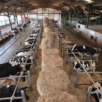 <em class="placeholder">bâtiment de vaches laitières</em>