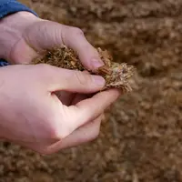 Analyse du maïs ensilage dans un silo de maïs