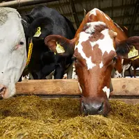 vaches au cornadis au Danemark devant une ration