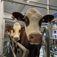 vache de race abondance à la traite