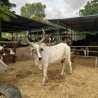 dans un élevage du Sénégal, bovins laitiers de race locale et de race française