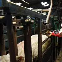 vaccination d'un bovin
