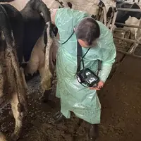 Suite au passage de la FCO, mieux vaut recontrôler les femelles de moins de trois mois de gestation et réaliser des constats d