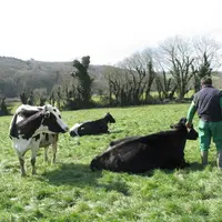 Vaches laitières au pâturage avec leur éleveur.
