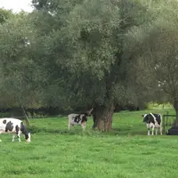 pâturage sur une prairie permanente