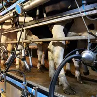 Vaches laitières en salle de traite