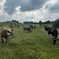 vaches au pâturage