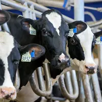 vache avec boucles électroniques