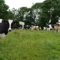 vaches laitières au pâturage en Normandie, races prim’Holstein et montbéliardes