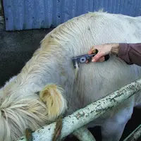 Test IDC pour dépister la tuberculose bovine