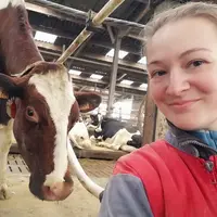Sabria Olivieri, salariée agricole, devant des vaches laitières