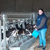 éleveuse donnant à manger à des veaux laitiers