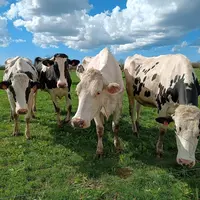 Vaches laitières croisées au pâturage