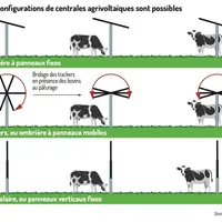 schéma de trois grands types de centrales agrivoltaïques avec des bovins