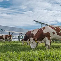 vaches laitières qui pâturent sur un site agrivoltaïque