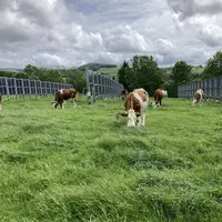 Laqueuille centrale agrivoltaïque de panneaux verticaux fixes, sur prairie et avec bovin