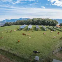 démonstrateur centrale agrivoltaïque Voltalia sur prairie avec des vaches