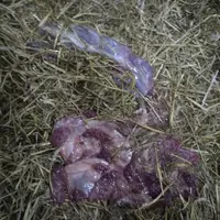 délivrance dans l’aire paillée