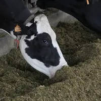 <em class="placeholder">Vache Prim'holstein en train de manger sa ration au bâtiment</em>