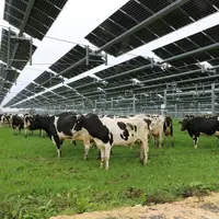 <em class="placeholder">Vaches prim'Holstein au pâturage, sous une canopée agrivoltaïque</em>