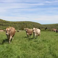 Troupeau de vaches laitières de race brune, au pâturage. Prairie permanente. Zone de piémont en Côte d'Or, en Bourgogne.