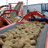 Chargement d' un camion de pomme de terre. Tubercules de pommes de terre sur bandes transporteuses. Transport des produits agricoles