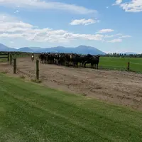 vache dans un chemin en Nouvelle-Zélande