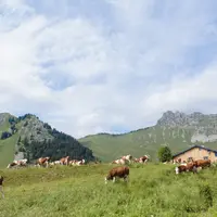 Troupeau de vaches Montbéliardes en alpage