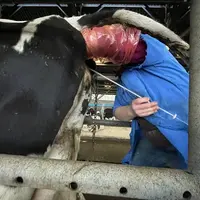Eleveuse pratiquant une insémination à une vache laitière