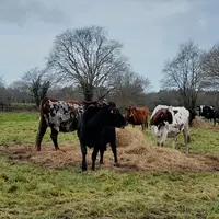 Vaches laitières en train de manger une balle dans un pâturage en bale grazing