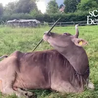 <em class="placeholder">vache se grattant avec un manche à balai</em>