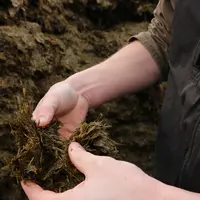 gros plan sur ensilage d'herbe