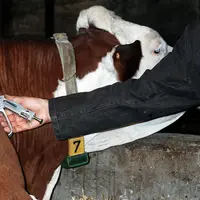 Attention, une seule boucle d'identification ! Bovins lait / Vétérinaire / Tuberculination (dépistage de la tuberculose)