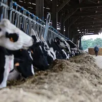 vaches s'alimentant au cornadis