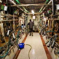 troupeau de vaches laitières à la traite