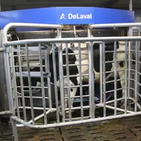 Vache prim'Holstein en train de se faire traire au robot de traite