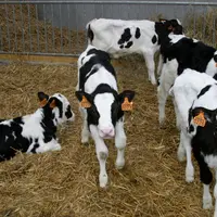 ferme ouverte / I M G _ 2 8 2 9 / veaux primholstein nursery 2010