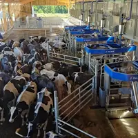 Vaches prim'Holstein en attente devant des robots de traite en batch milking