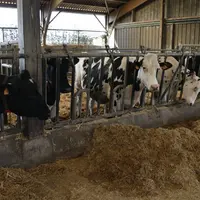 vaches en prépa vêlage aux cornadis