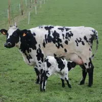 vaches laitères issues de multiples croisement - 4500 litres en monotraite - veau de quelques jours sous la mère
