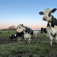 vaches laitières au pâturage