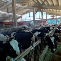 bâtiment laitier où le douchage est installé près des cornadis