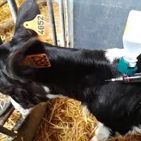 veau prim'Holstein en train d'être vacciné contre la DNC