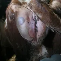 Gangrène sur une vache laitière après vêlage à J5 post-vêlage : sillon disjoncteur bien visible, coloration bleu/violacée
