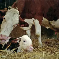 Vache montbéliarde et son veau nouveau-né